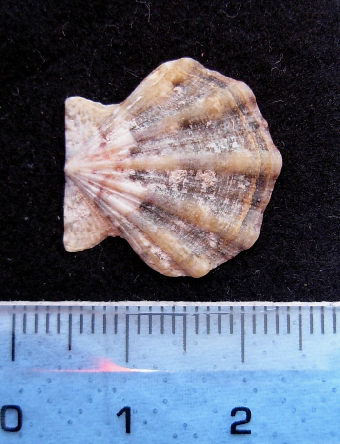 pecten vari